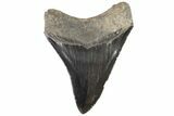 Serrated, Fossil Megalodon Tooth - Georgia #78214-2